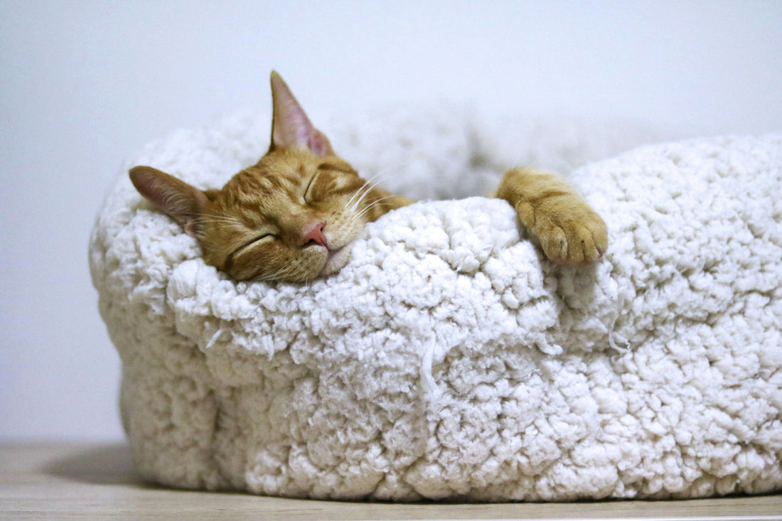 Deep Cleaning Your Pet's Favorite Sleeping Spots: A Step-by-Step Guide