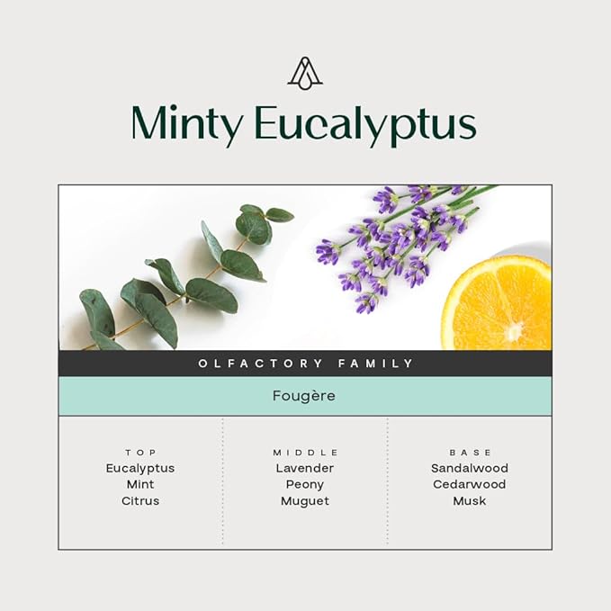 AromaPlan Reed Diffuser, Minty Eucalyptus Scent Diffuser (8.45 fl oz, 250ml)- Luxury Reed Diffusers Set for Home- Includes Reed Diffuser Sticks & Fragrance Oil in Glass Bottle