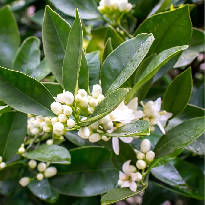 Neroli Essential Oil - Direct from Egyptian Nile Delta Farms - Steam Distilled - Aceite Azahar for Aromatherapy, Massage, Diffuser, DIY Candle and Soap Making - 2lbs