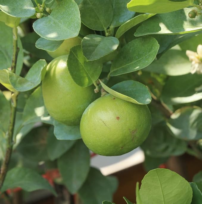 Lime Essential Oil - Direct from Citrusmade in Sicily- Pure Essential Oils for Diffusers and Aromatherapy in The Mediterranean - 100% Pure Therapeutic Grade (22lbs)