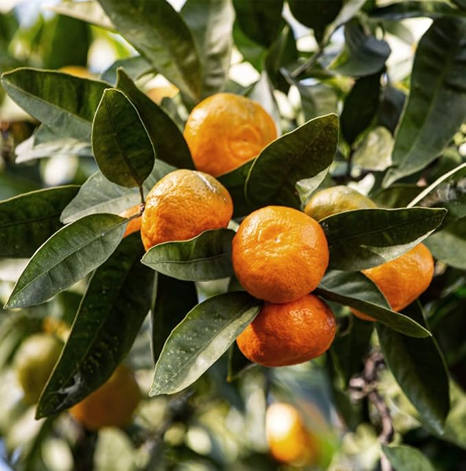 Tangerine Essential Oil - Direct from Citrusmade Italy - Cold Pressed - Aceite Esencial de Mandarina for Aromatherapy, Massage, Diffuser, DIY Candle and Soap Making - 8oz