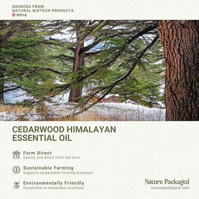 Cedarwood Himalayan Essential Oil - 100% Pure Steam Distilled Natural Cedarwood Himalayan Oil (Aceite de Cedro) from Natural Biotech NBT India for Aromatherapy & DIY Projects - 8oz