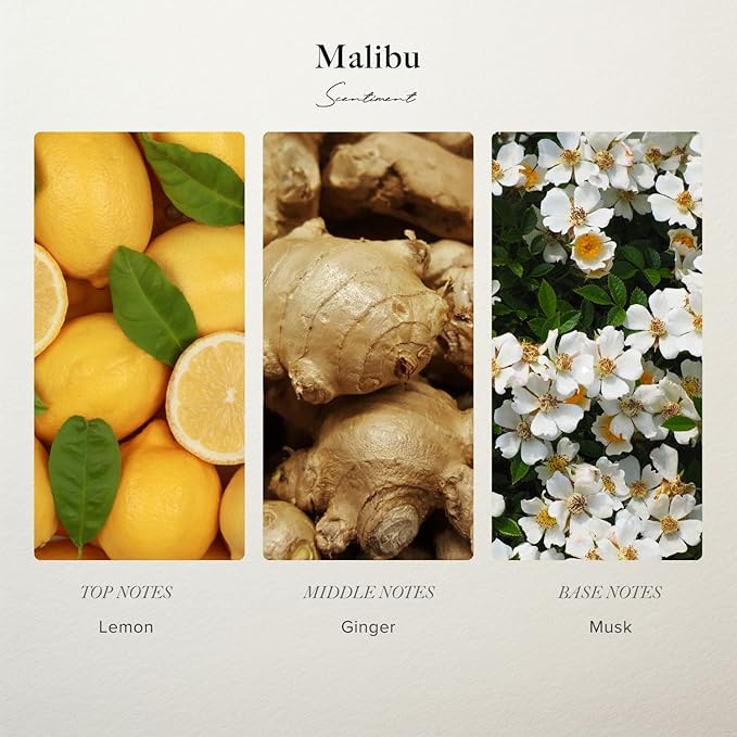 Scentiment Diffuser Oil- Malibu | Aromatherapy Home Fragrance | Inspired by Nobu® Hotel | Luxurious Scent with Notes of Lemon, Ginger, Musk (120 mL)