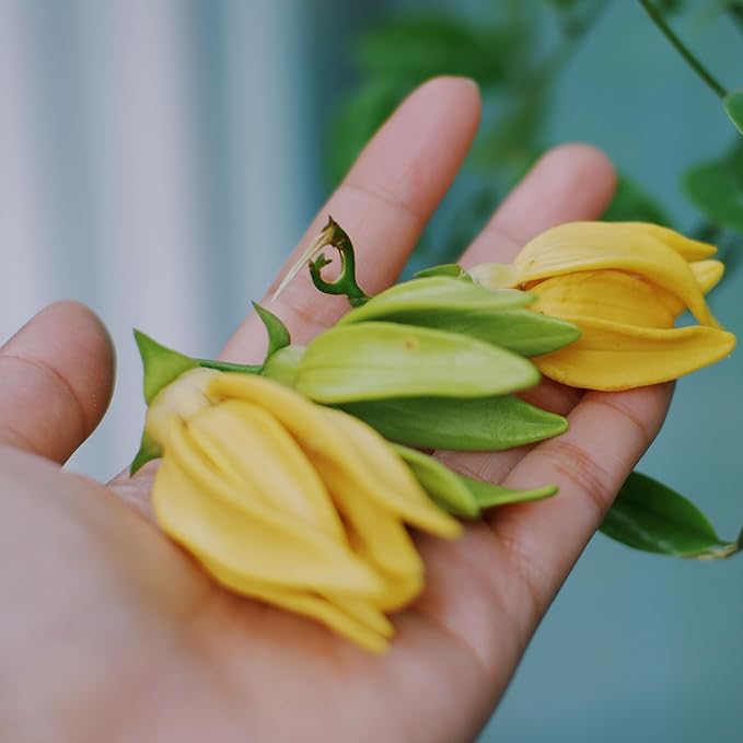 Ylang Ylang Essential Oil - Direct from Malagassi Essential Oils Madagascar - Steam Distilled - Aceite de Ylang Ylang for Aromatherapy, Diffuser, DIY Candle and Soap Making - 22lbs