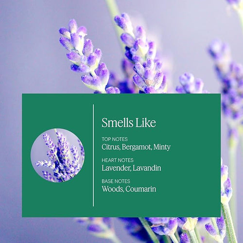 Aera Mini Home Hygiene Lavender and Bergamot - Essential Oil for Home - Relaxing Fragrance - Notes of Lavender, Lavandin and Wild Mint - Scent Refill - Capsule Size Works with Mini Diffuser
