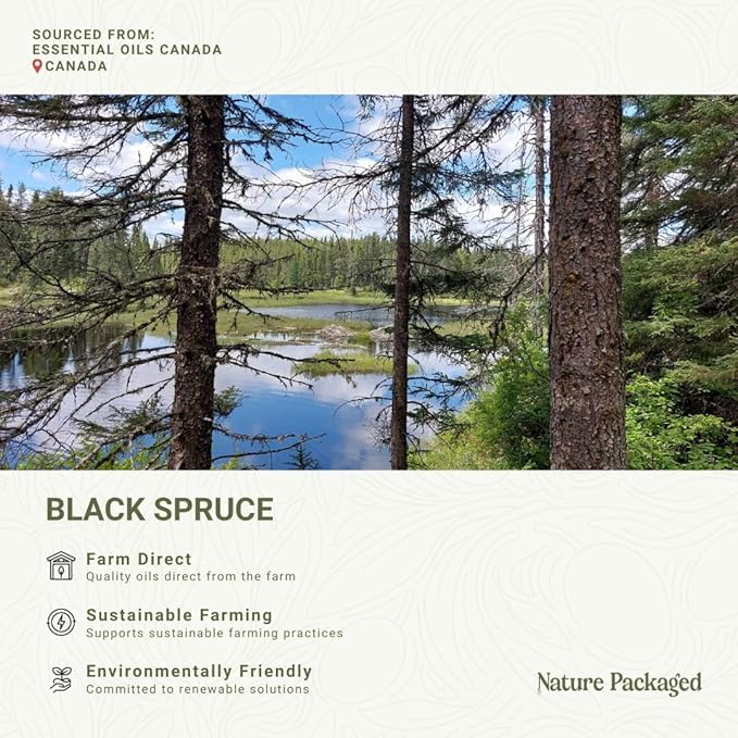 Black Spruce Essential Oil from Canada - Pure Essential Oils for Diffuser, Humidifier, or Aromatherapy- Fresh & Forest-Like | Pure Therapeutic Grade (2LBS)