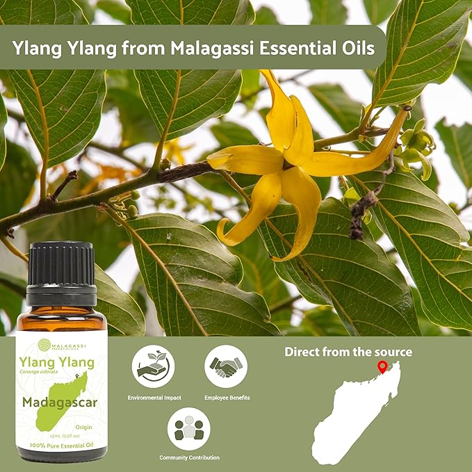 Ylang Ylang Essential Oil - Direct from Malagassi Essential Oils Madagascar - Steam Distilled - Aceite de Ylang Ylang for Aromatherapy, Diffuser, DIY Candle and Soap Making - 8oz