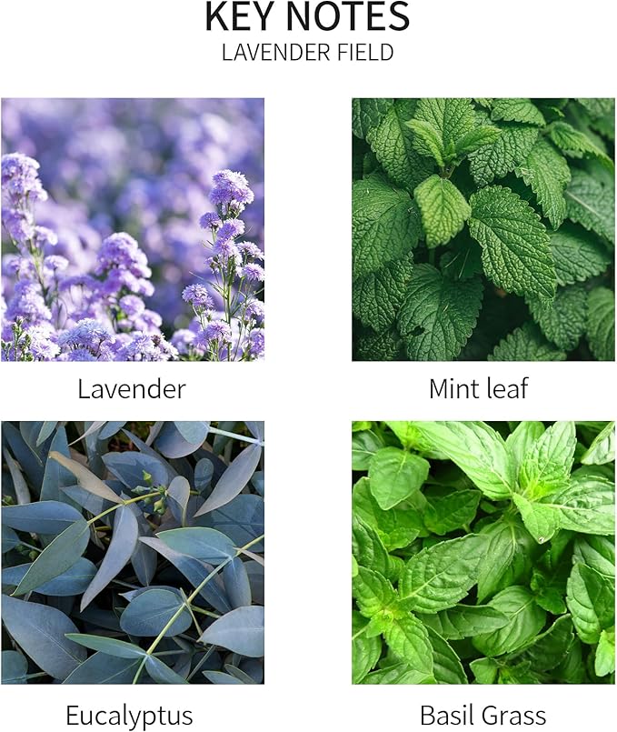 Airkeep Reed Diffuser Set, 3.38 fl oz (100 ml) - Lavender Field Oil Diffusers with 8 Reed Sticks, Home Fragrance Reed Diffuser for Bathroom Shelf Decor