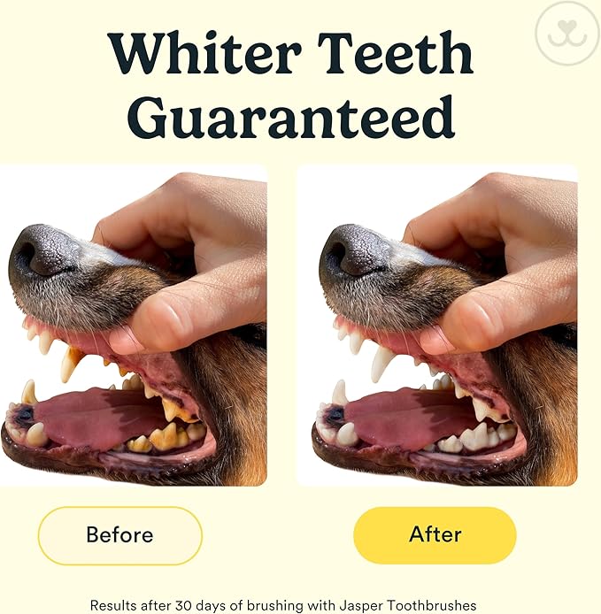 Jasper Dog Toothbrush, 360 Degree Dog Tooth Brushing Kit, Cat Toothbrush, Canine Dental Care & Teeth Cleaning Kit, Pet Finger Tooth Brush, Use with Pet Toothpaste, 2-Pack Clear