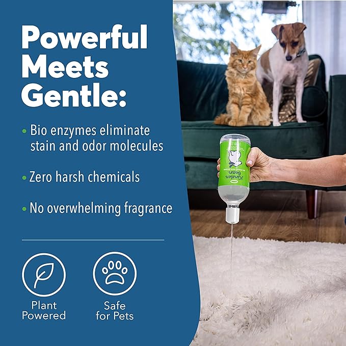 Kinderbean Dog & Cat Urine Stain and Odor Eliminator for Carpet, Upholstery, Hard Floors - 2-Pack 32 oz., Grapefruit & Thyme Scent, Enzyme Bio-Active Formula with Squeeze and Spray Top