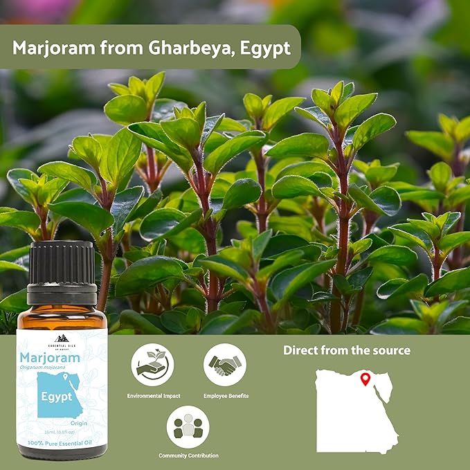 Marjoram Essential Oil - Aceite de Mejorana Direct from Egypt for Massage & Aromatherapy | Premium Therapeutic Grade (8oz)