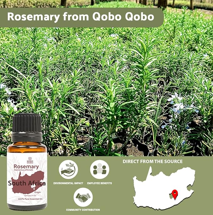 Rosemary Essential Oil - Direct from Qobo Qobo South Africa - Steam Distilled - Aceite Esencial de Romero for Aromatherapy, Massage, Diffuser, DIY Candle and Soap Making - 15ml
