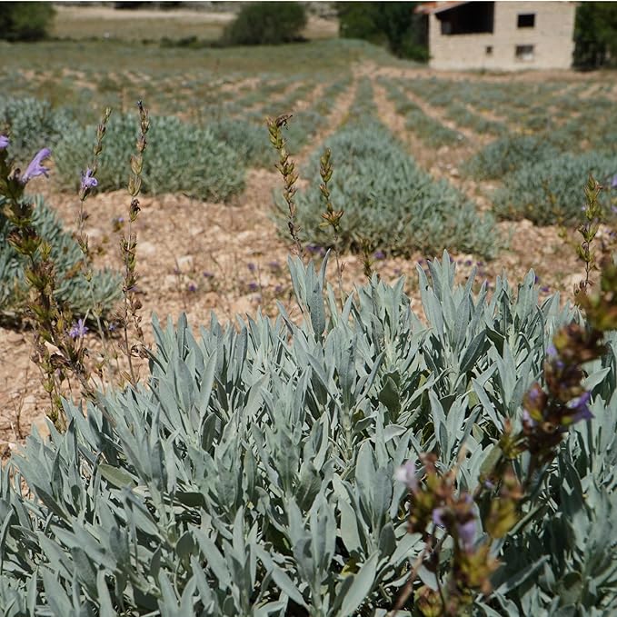 Sage Essential Oil - Direct from Essential Oils SL Spain - Steam Distilled - Aceite Esencial de Salvia for Aromatherapy, Massage, Diffuser, DIY Candle and Soap Making - 8oz