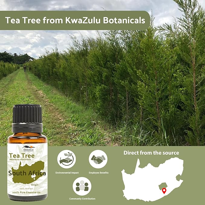 Tea Tree Essential Oil - Direct from Kwazulu Botanicals South Africa - Steam Distilled - Aceite Esencial de Árbol de Té for Aromatherapy, Diffuser, DIY Candle and Soap Making - 2lbs