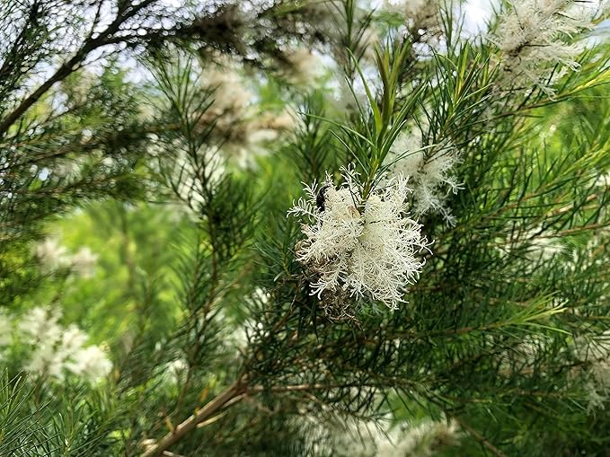 Tea Tree Essential Oil - Direct from Kwazulu Botanicals South Africa - Steam Distilled - Aceite Esencial de Árbol de Té for Aromatherapy, Diffuser, DIY Candle and Soap Making - 2lbs